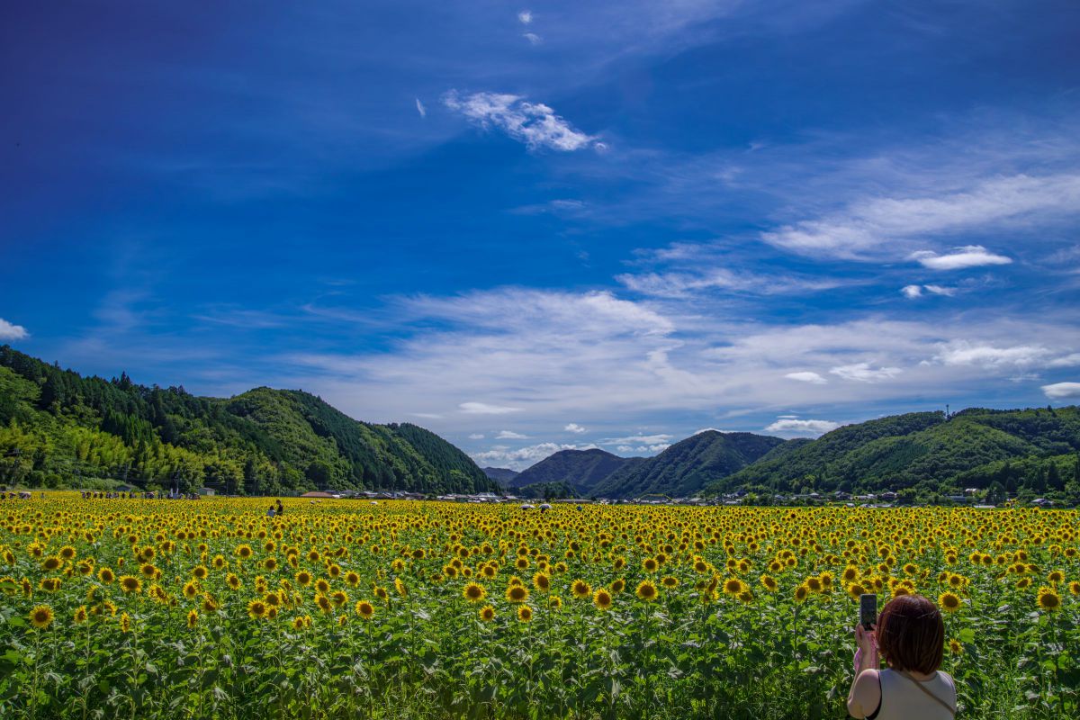 SP AF28-75mm F/2.8 XR Di LD Aspherical ［IF］ MACROで撮影