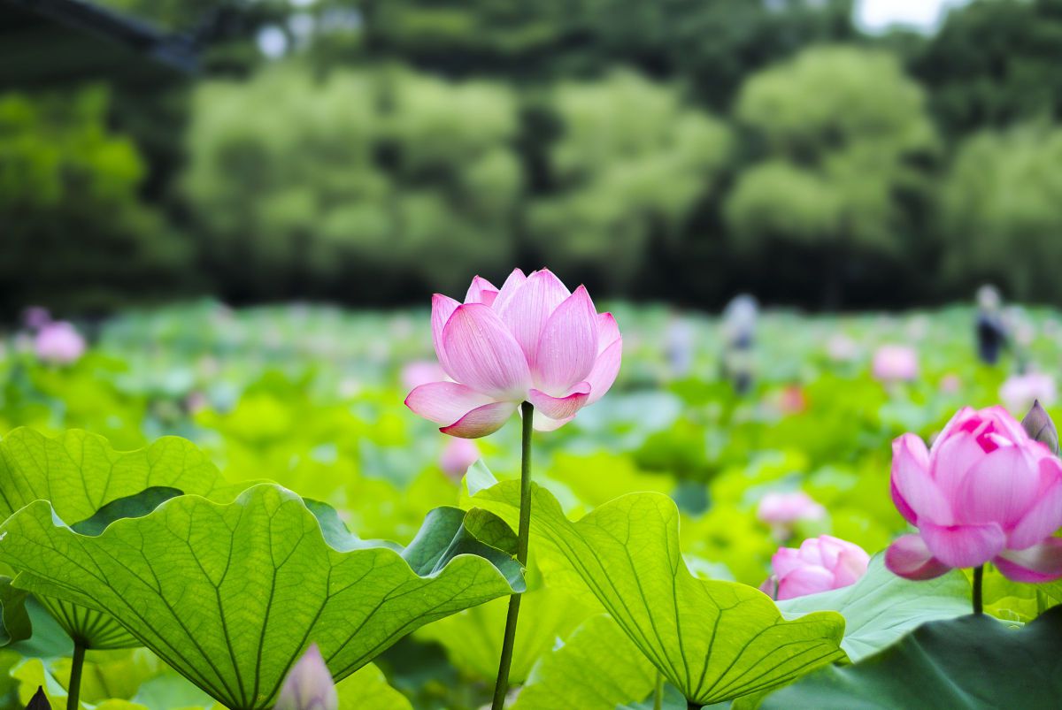 Nikon 1 V1で撮影された写真 | 写真検索 | GANREF