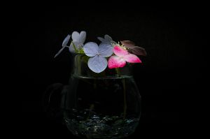 紫陽花の写真2025 | “お題”の写真をみんなで投稿しよう！ | GANREF