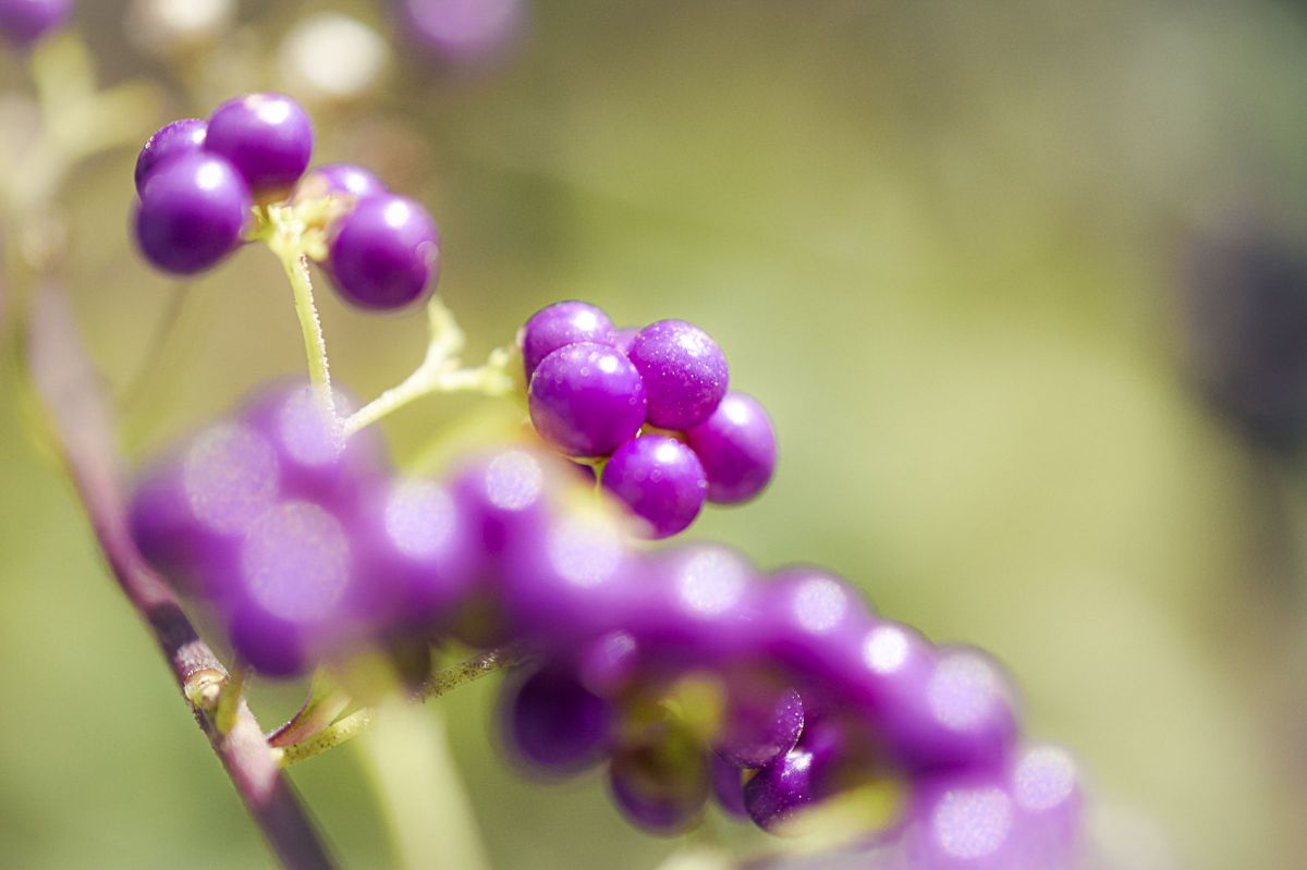 AF-S DX Micro NIKKOR 40mm f/2.8Gで撮影された写真 | 写真検索 | GANREF