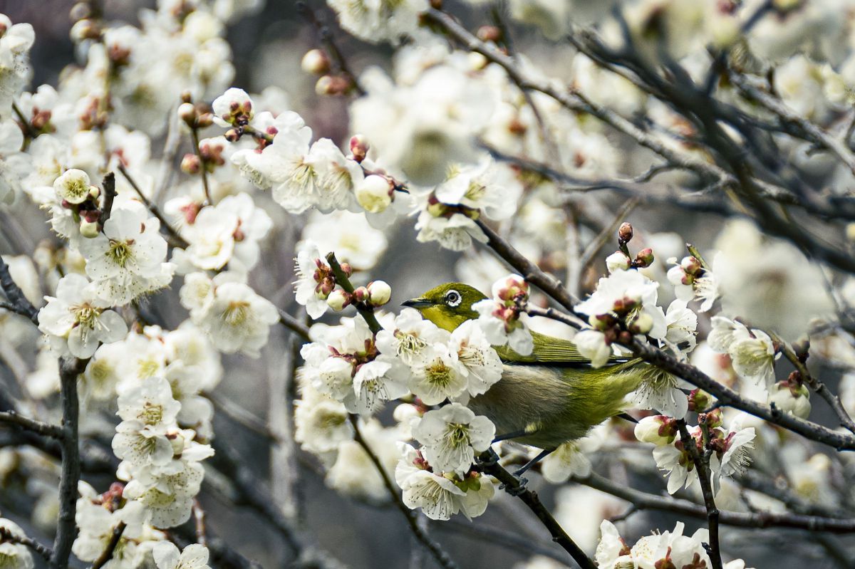D5600で撮影された写真 | 写真検索 | GANREF