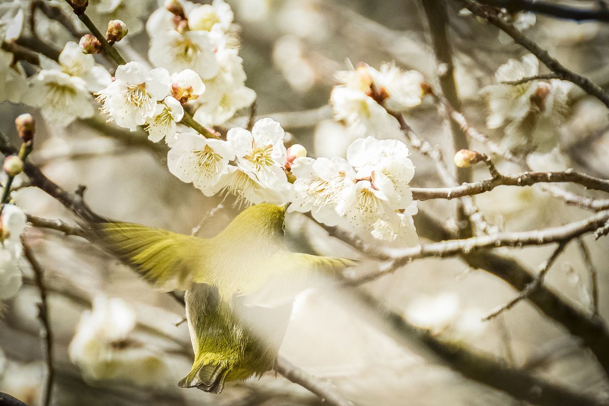 D5600で撮影された写真 | 写真検索 | GANREF