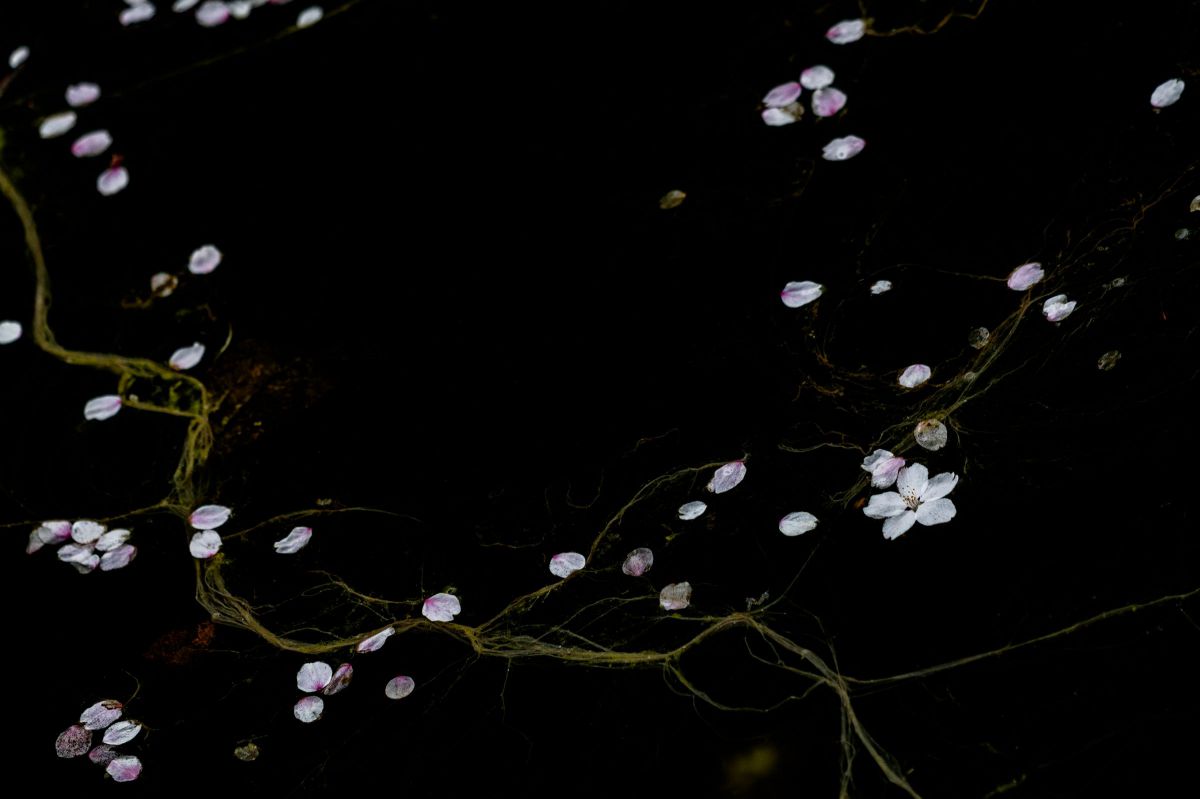EF70-300mm F4-5.6 IS II USMで撮影された写真 | 写真検索 | GANREF