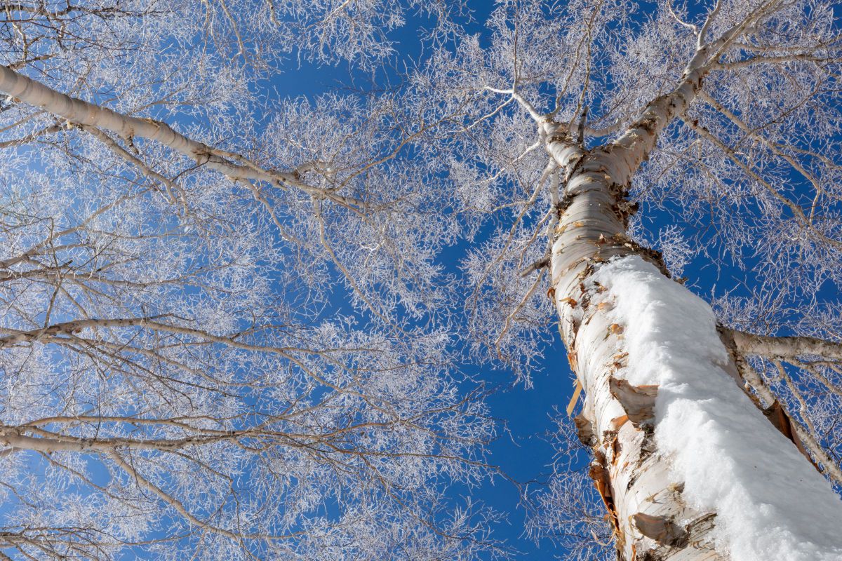 白樺に咲く華 | GANREF