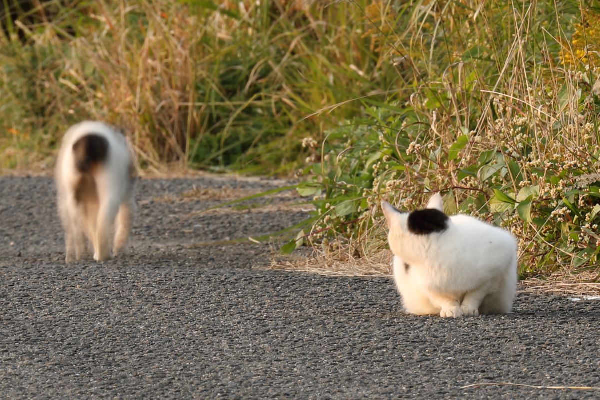 魅惑のおしり 動物 猫 Ganref 魅惑のおしり 動物 猫 Ganref