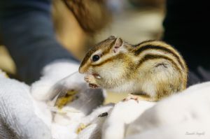 しまりすページ 67d91ed9cdb830fb02340d78330bf4