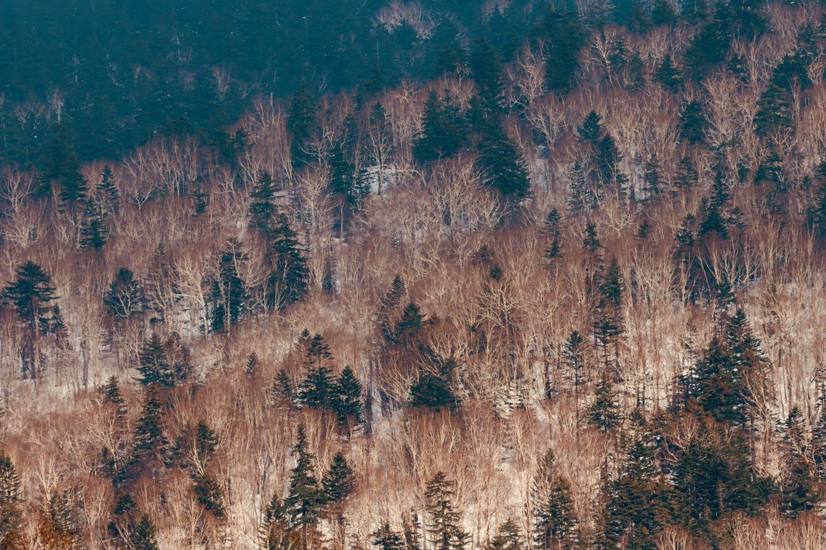 beautiful forest | GANREF