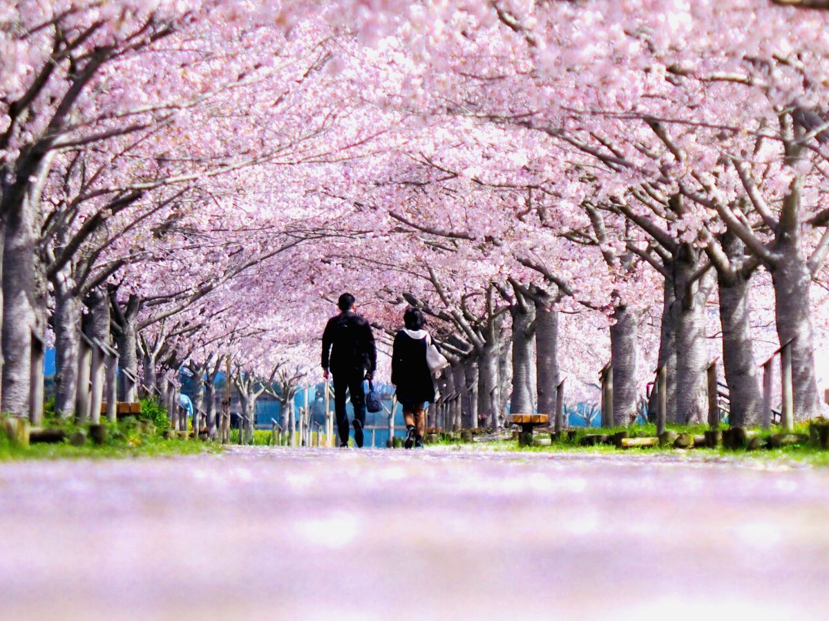 ZUIKO DIGITAL ED 35-100mm F2.0で撮影された写真 | 写真検索 | GANREF