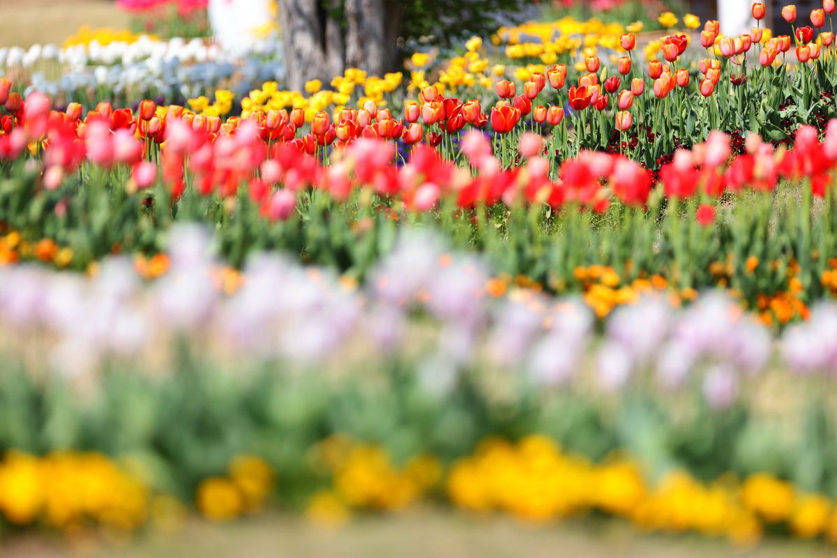 I want to see the colors of spring3 | GANREF