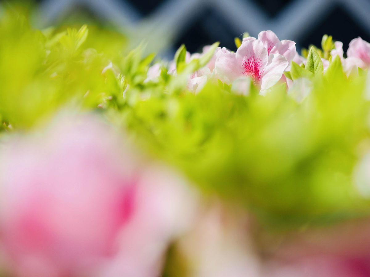 ZUIKO DIGITAL ED 35-100mm F2.0で撮影された写真 | 写真検索 | GANREF