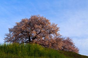 蒼桜 | GANREF
