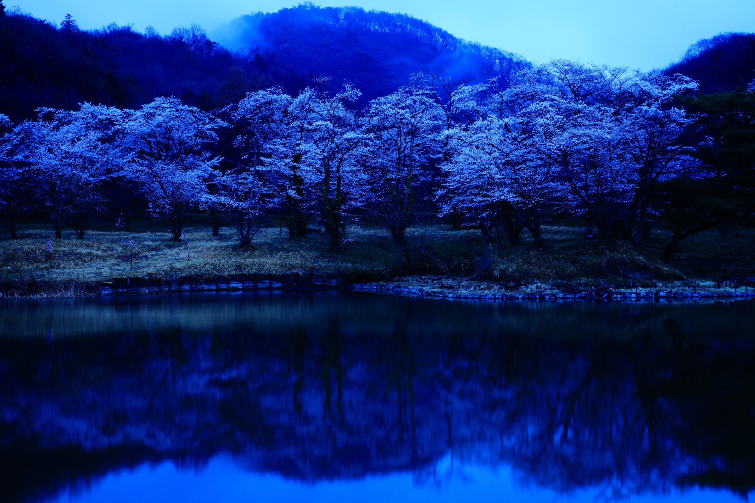 蒼 桜 ページ 蒼桜 | GANREF