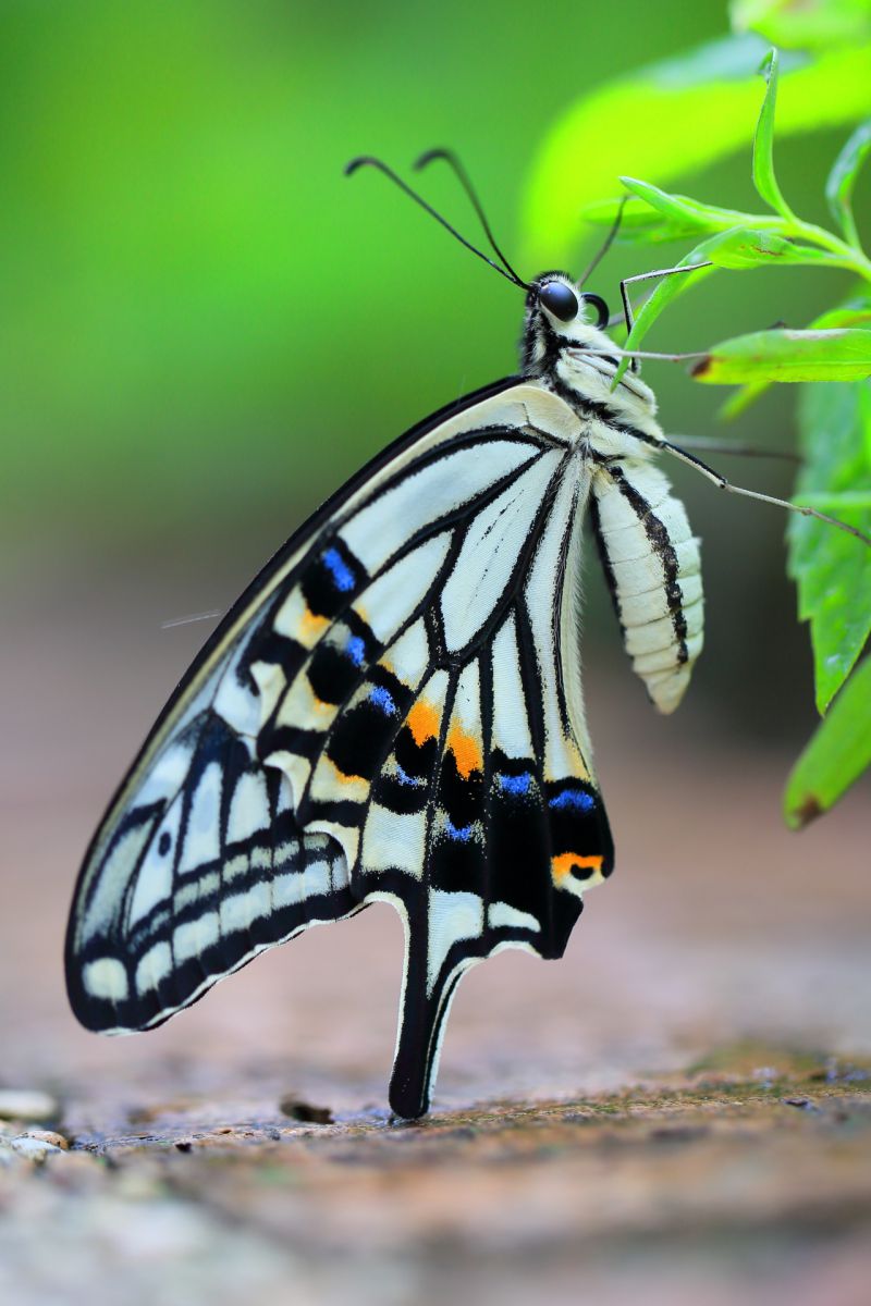 誕生 動物 虫 昆虫 Ganref