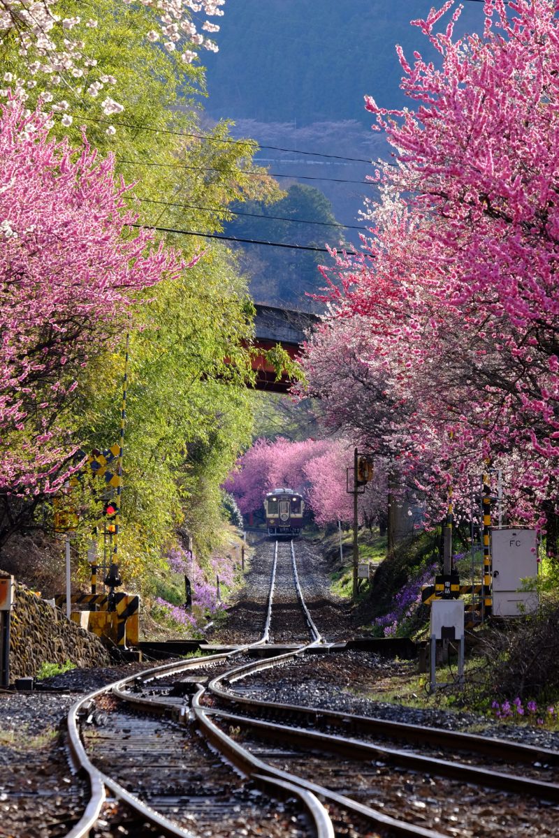 FUJIFILM X-T1 参考画像有り FUJIFILM X-T1で撮影された写真 | 写真検索 | GANREF