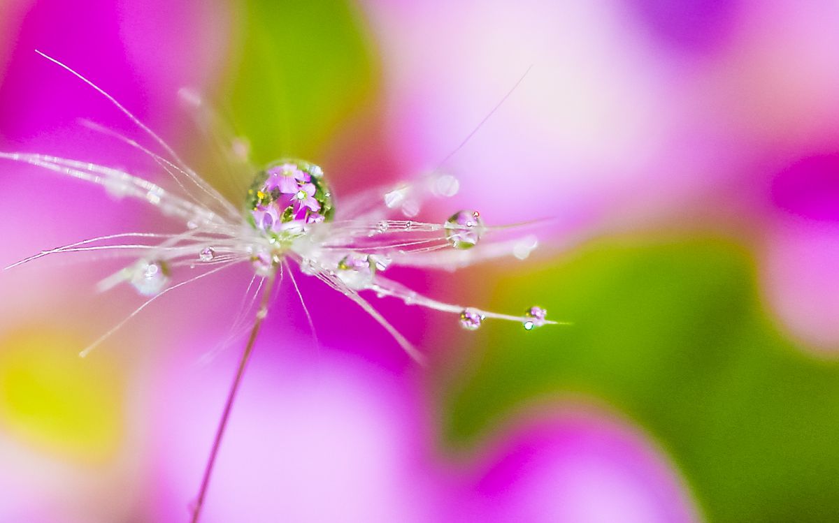 水に咲く花 植物 花 花びら Ganref