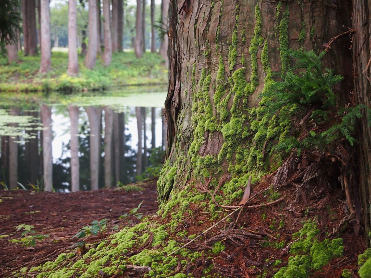 動く苔 2 自然 風景 湖沼 Ganref