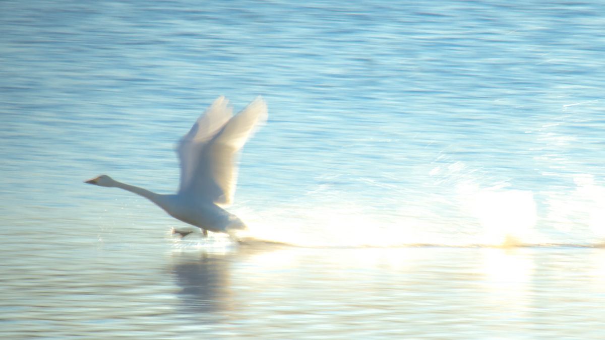 APO 50-500mm F4-6.3 EX DG /HSMで撮影された写真 | 写真検索 | GANREF