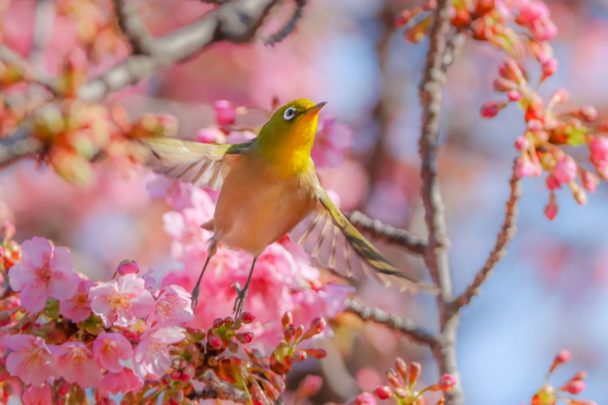 SIGMA 60-600mm F4.5-6.3 DG OS HSM | Sportsで撮影された写真