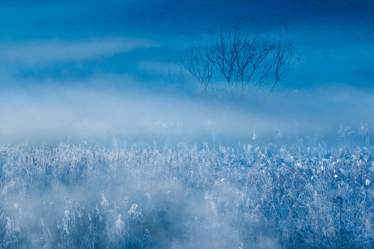 Cold Blue | GANREF