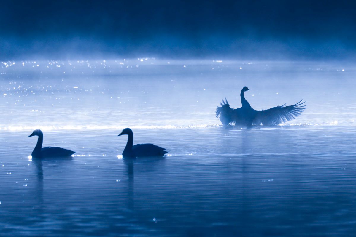 SIGMA 60-600mm F4.5-6.3 DG OS HSM | Sportsで撮影された写真 | 写真