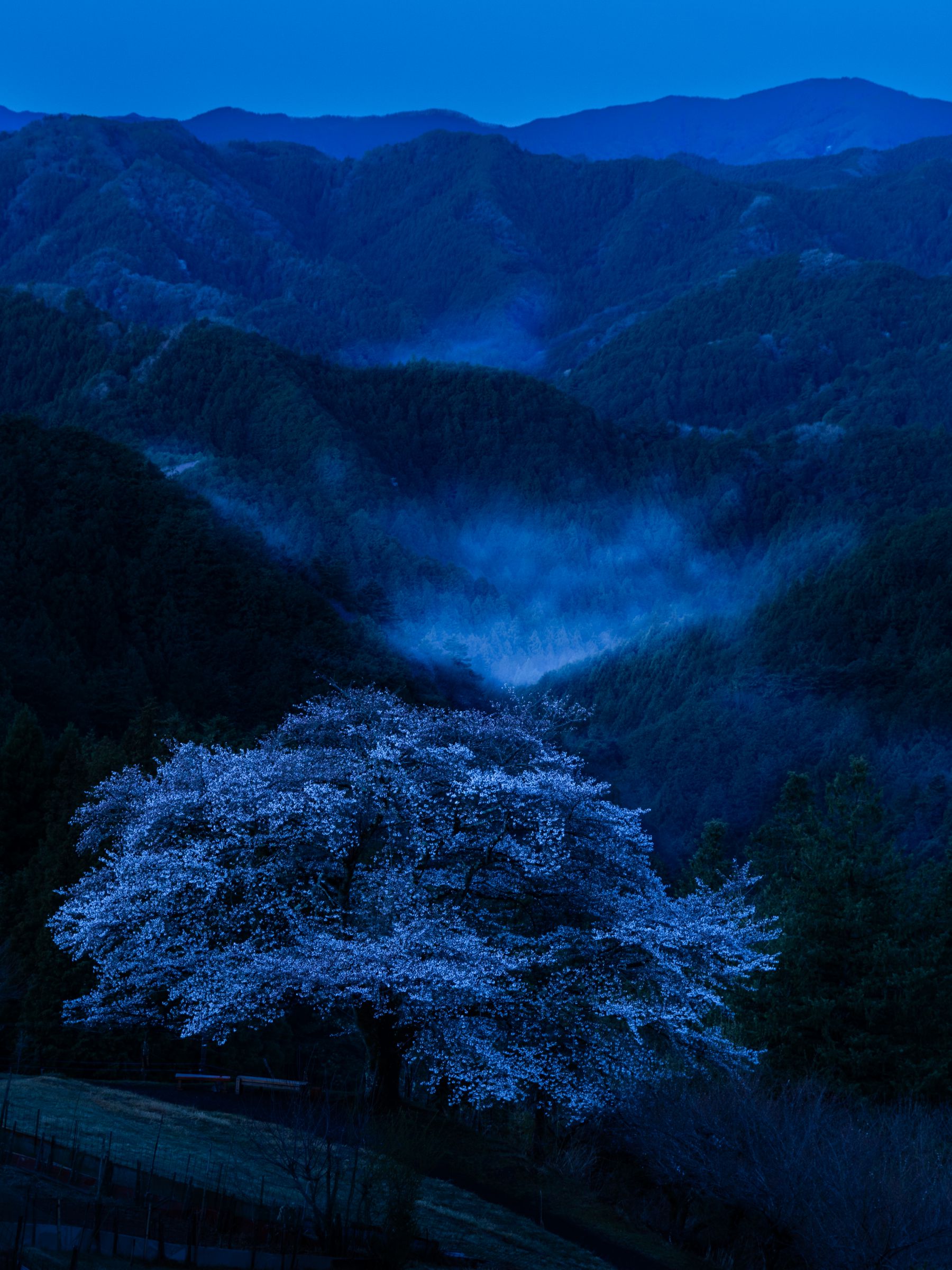 峠の一本桜 | GANREF