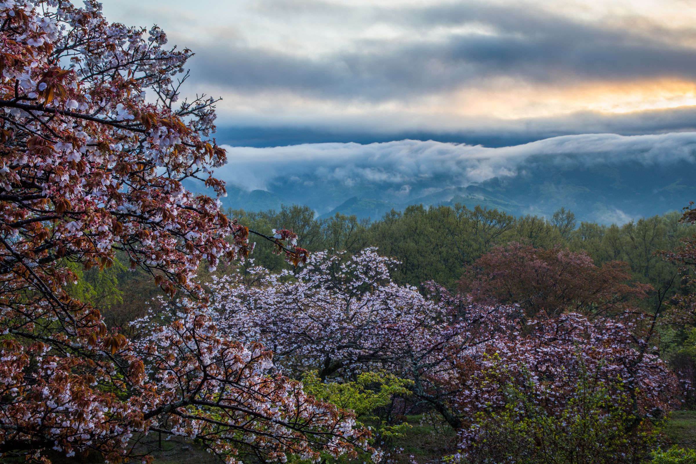 春暁の山桜 | GANREF