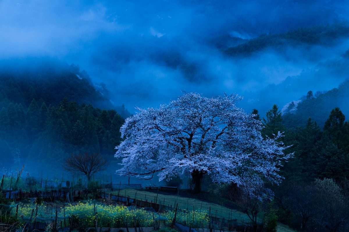 幻惑の一本桜 | GANREF