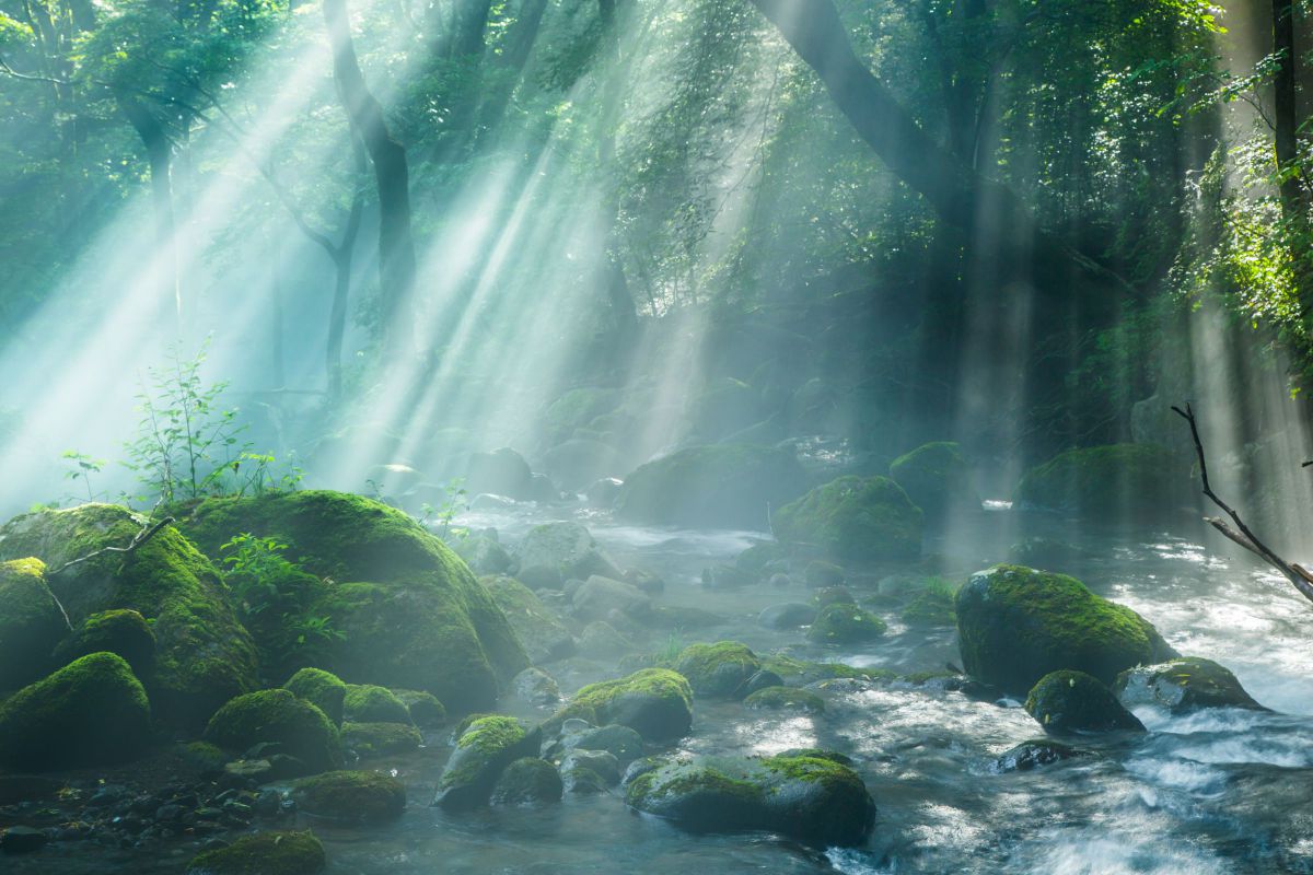 光のジャングル 自然 風景 河川 Ganref