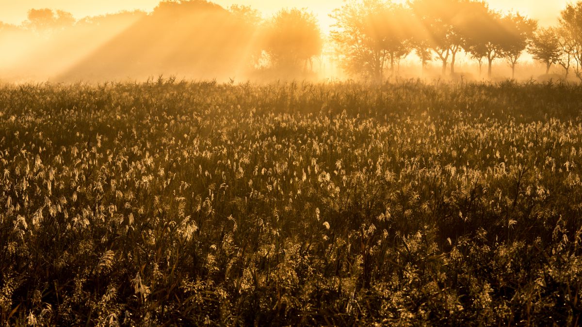 金色の原野 自然 風景 大地 Ganref