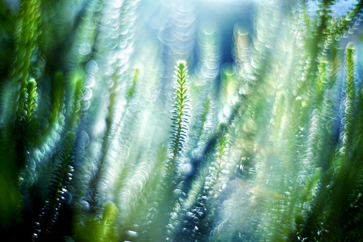 NOKTON classic 40mm F1.4 S.Cで撮影された写真 | 写真検索 | GANREF