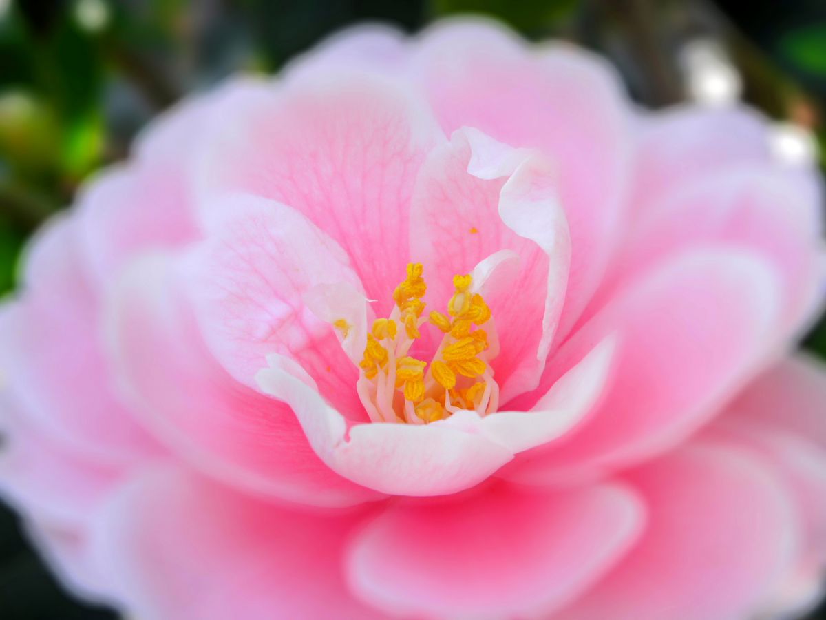 春の夢 植物 花 花びら Ganref