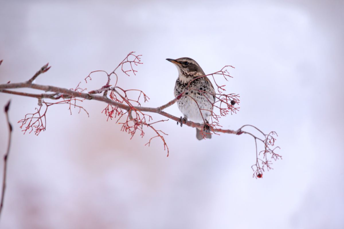EF300mm F2.8L IS II USMで撮影された写真 | 写真検索 | GANREF