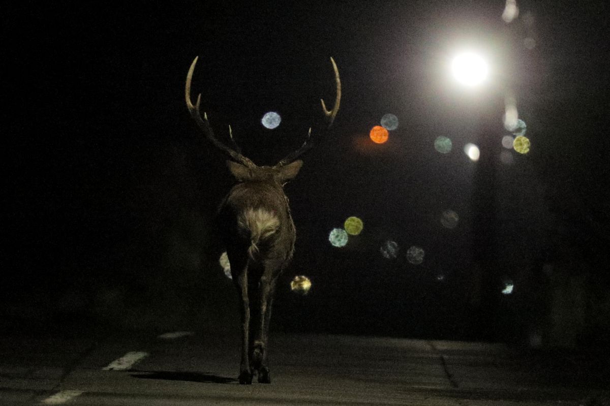 未明の住宅街を闊歩 エゾシカ 動物 その他の陸の生物 Ganref