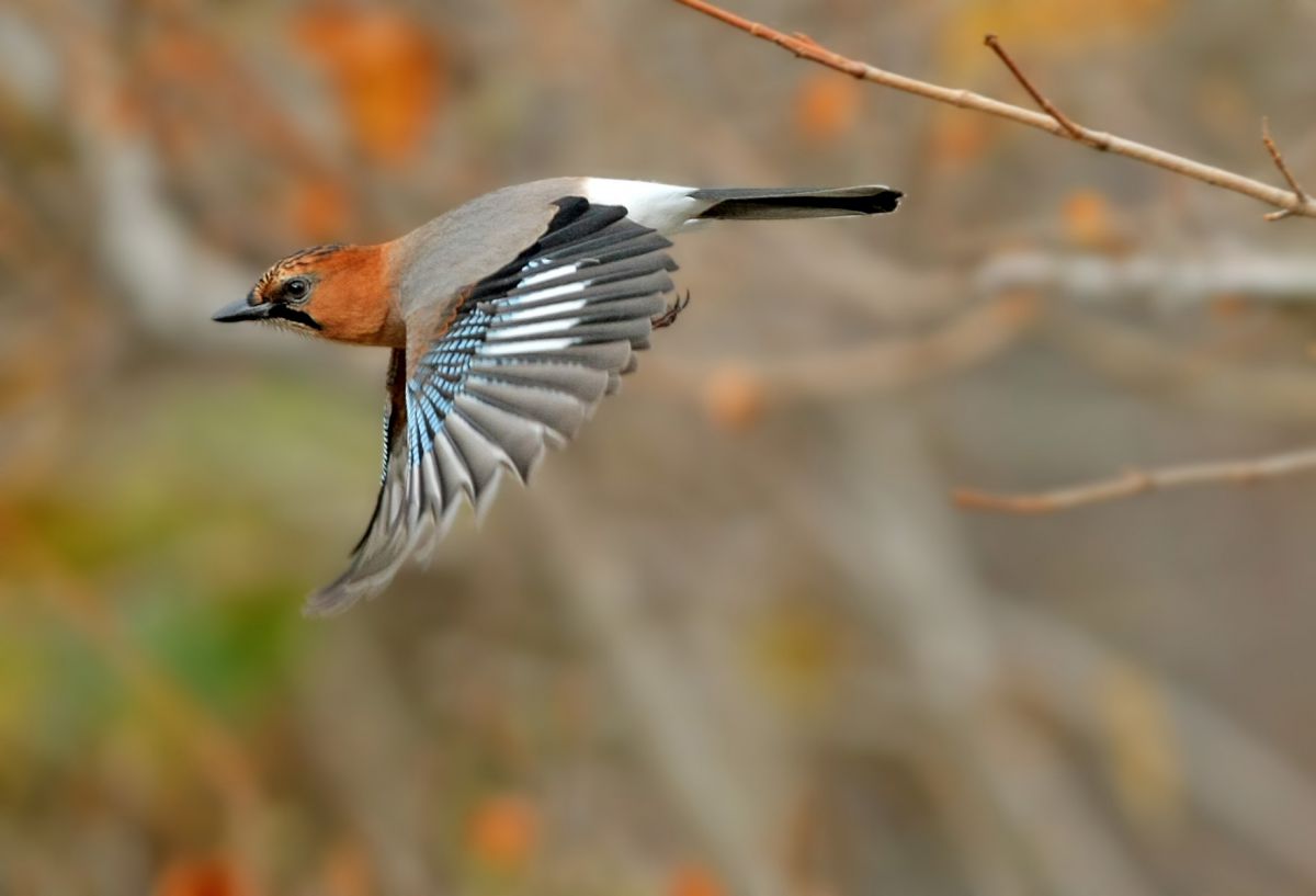 秋のお客さん12 ミヤマカケスその3 動物 鳥類 Ganref 秋のお客さん12 ミヤマカケスその3 動物 鳥類 Ganref