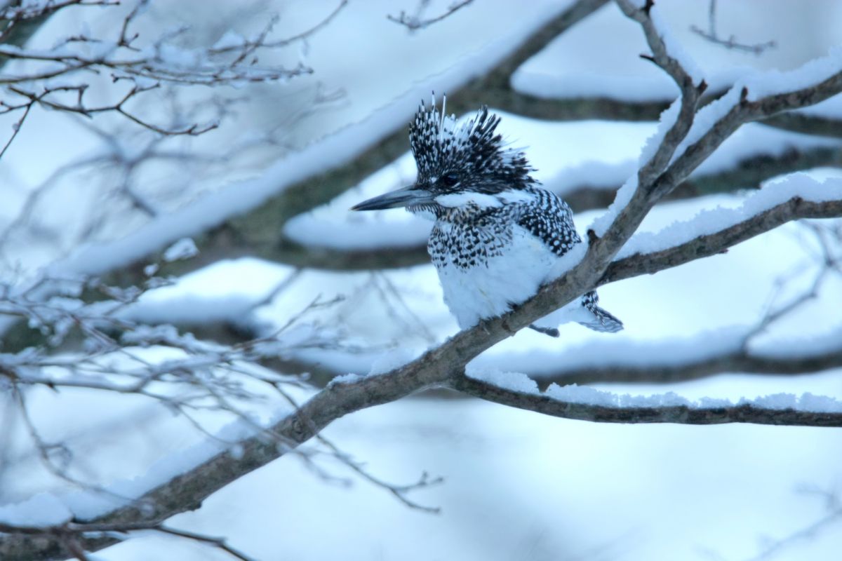 雪の川辺で ヤマセミ 動物 鳥類 Ganref