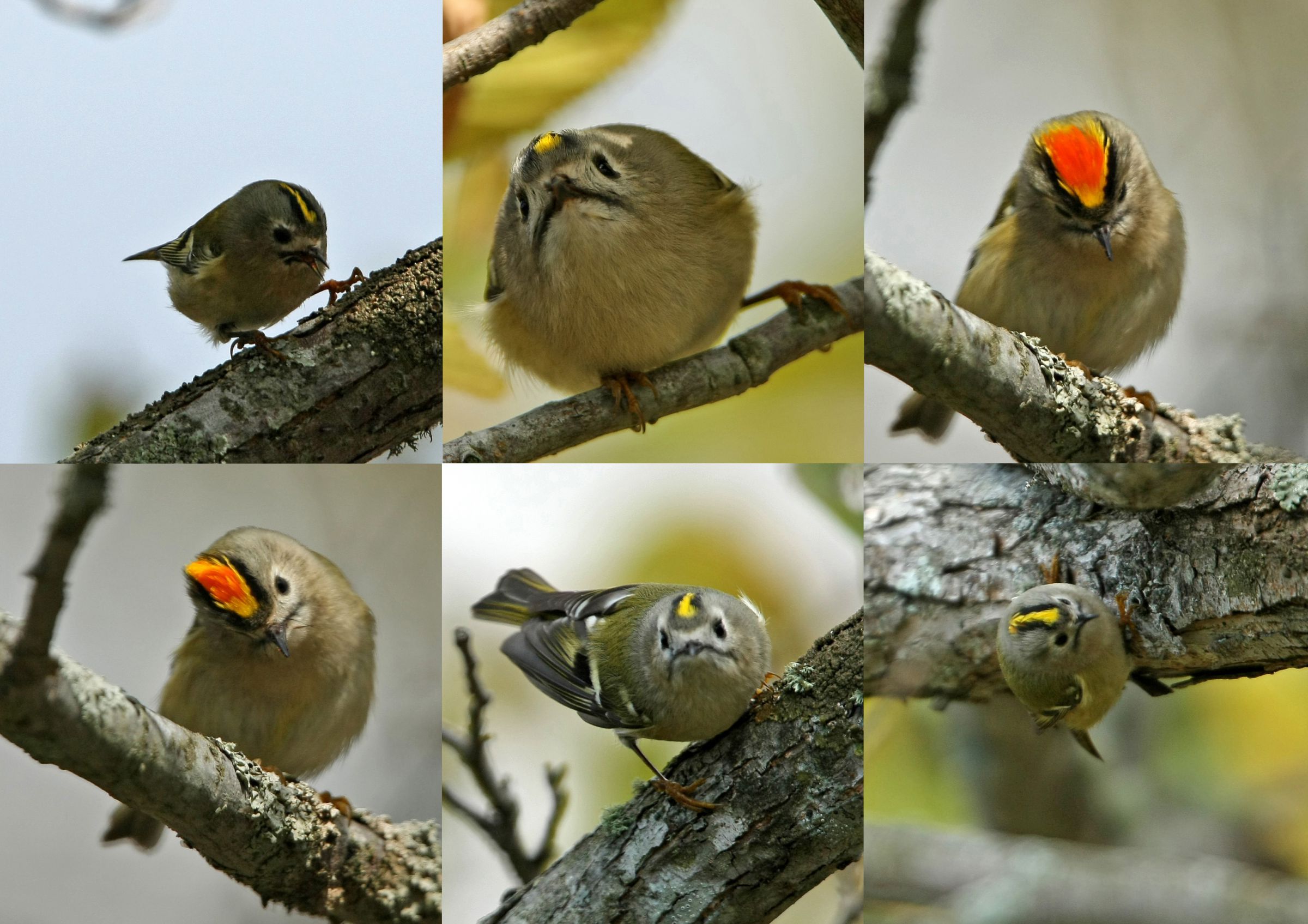 キクイタダキ　オス、メス キクイタダキ（オス）＆（メス） : 日本全国の山・川・海に生息して