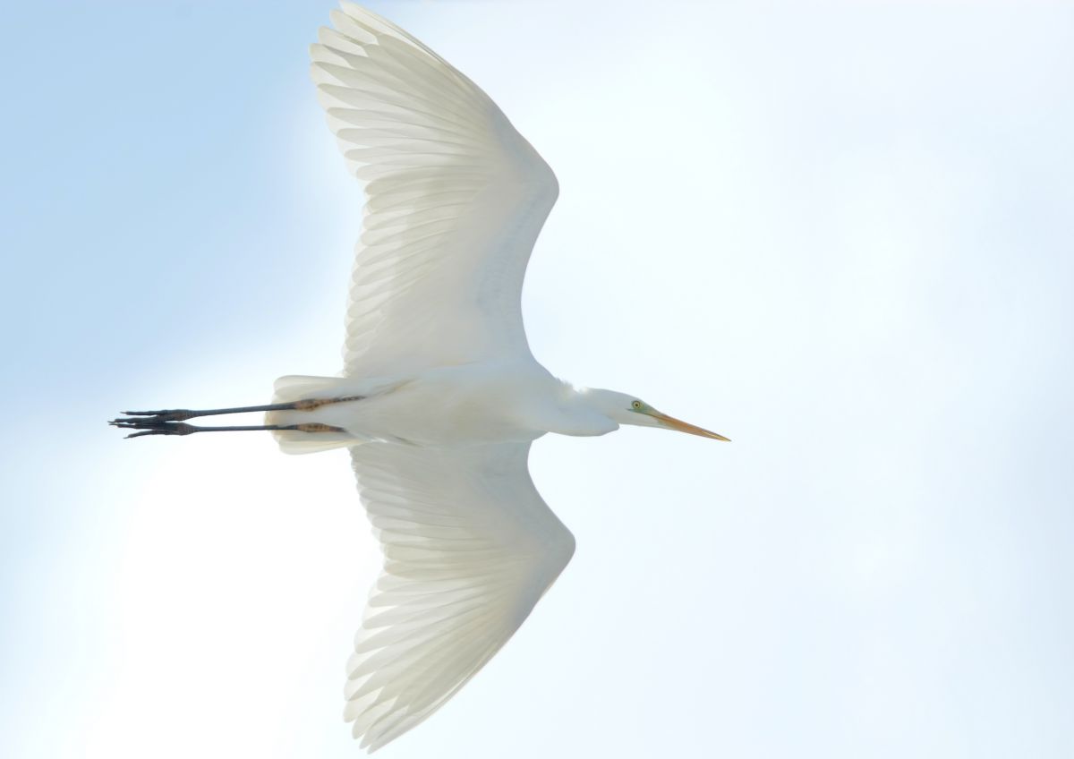 冬の河口上空を飛ぶダイサギ 動物 鳥類 Ganref