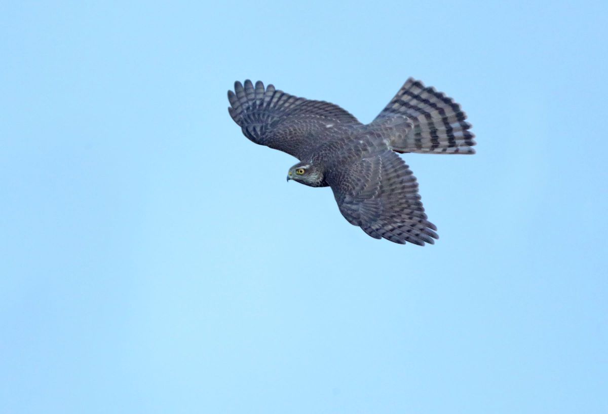 背面が見える飛翔姿 背打ち ハイタカ 動物 鳥類 Ganref