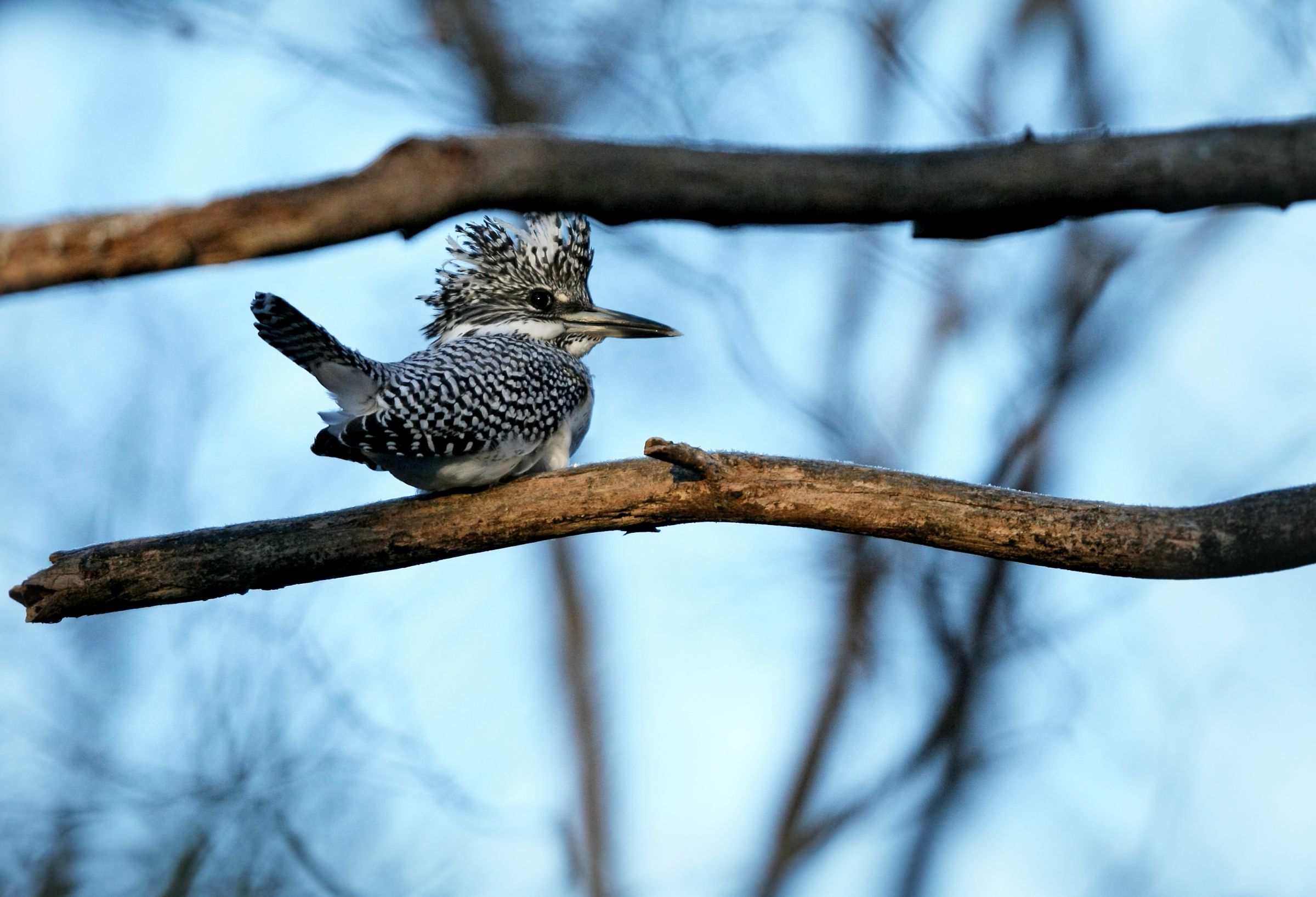 川岸の横枝で佇む姿・ヤマセミ | GANREF