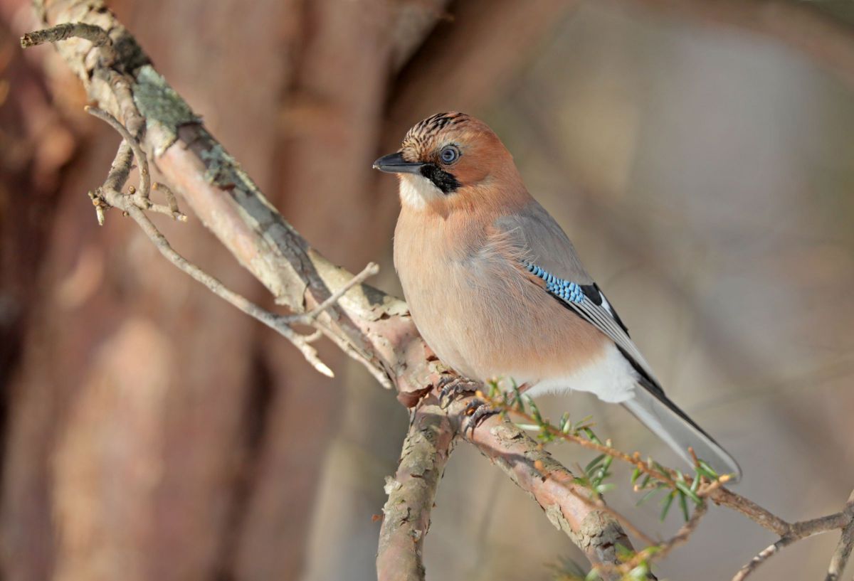 虹彩の色に注目 ミヤマカケス 動物 鳥類 Ganref 虹彩の色に注目 ミヤマカケス 動物 鳥類 Ganref