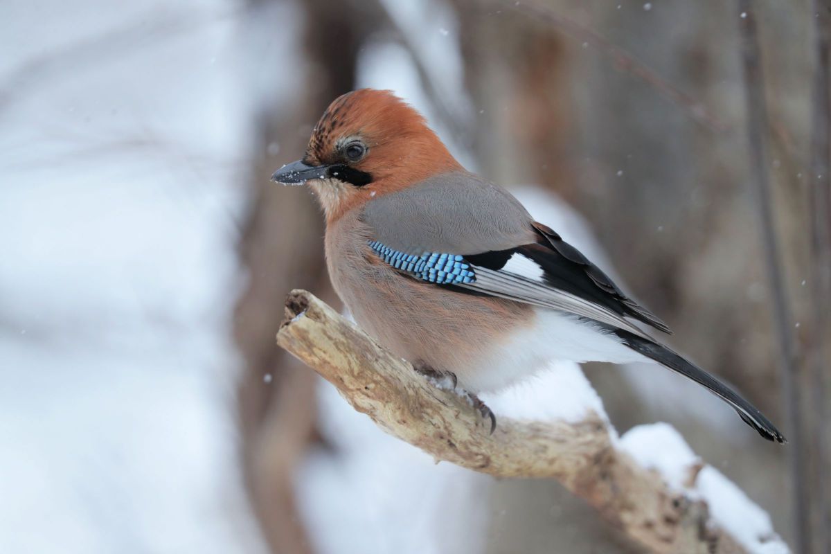雪チラつく中の図鑑写真 ミヤマカケス 動物 鳥類 Ganref 雪チラつく中の図鑑写真 ミヤマカケス 動物 鳥類 Ganref
