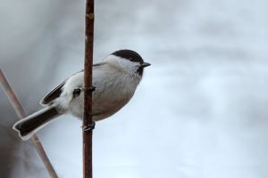 ヤシャブシに遊ぶ３羽のコガラ ヤシャブシに遊ぶ3羽のコガラ