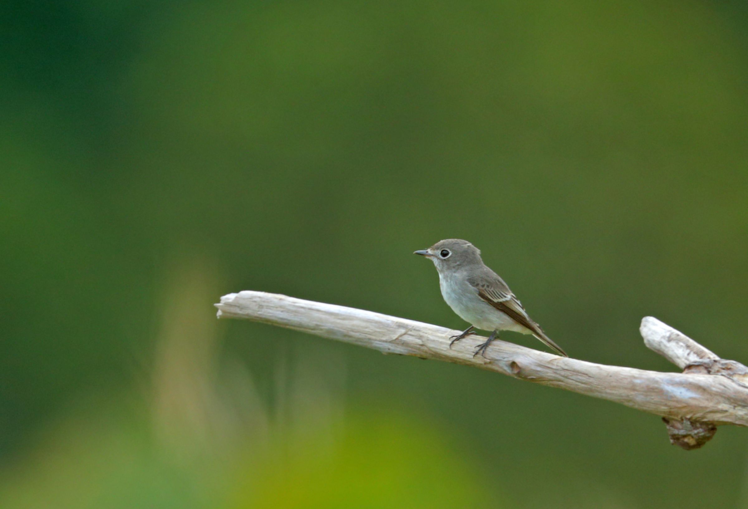 子沢山　子吹き　シンメトリカ　(検索　オベサ　バリダ 多肉植物：ユーフォルビア バリダ＆子吹きシンメトリカ セット