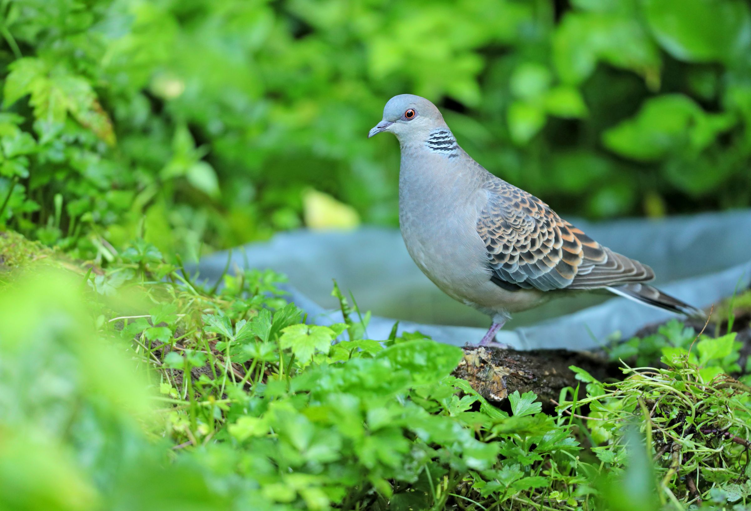 キジバド キジバト(2025.02.10) - 日本の野鳥識別図鑑