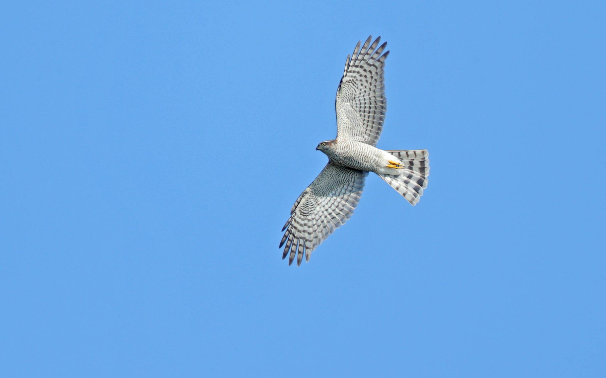 木の根台 鷹の飛翔 '19年秋、青空背景に飛翔・ハイタカ | GANREF