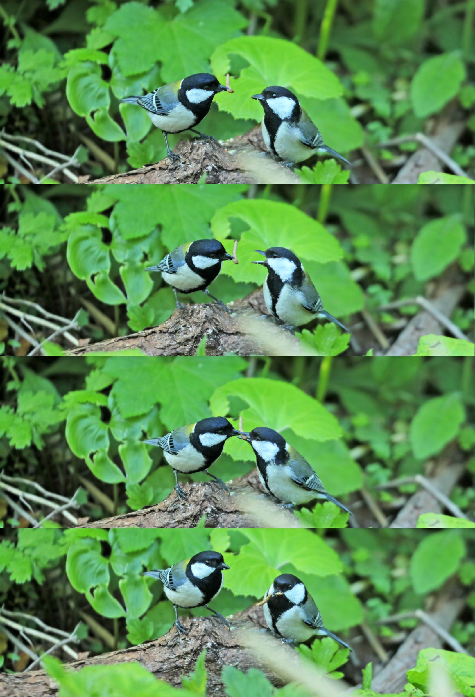 シジュウカラのプロポーズ シジュウカラのプロポーズ