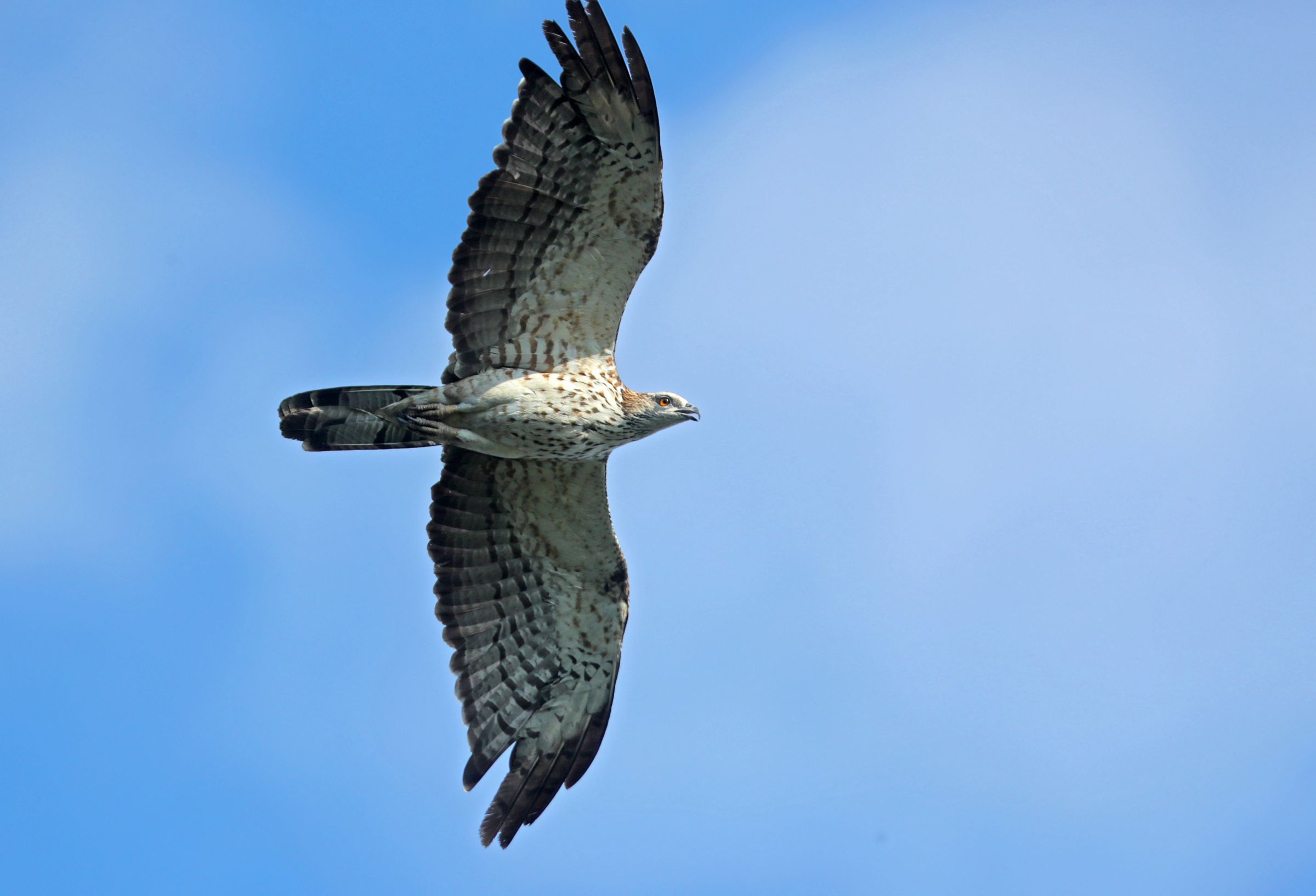鳥 頭上40mを飛ぶ♀成鳥・ハチクマ | GANREF