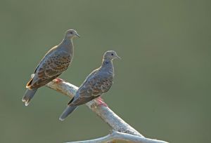 キジバド MDAwMDAzNzI2OQ_MC4zMDY0OTIwMCA