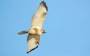 ノスリ 剥製 おしどり剥製 オシドリの剥製 オシドリの剥製 2025年最新】剥製