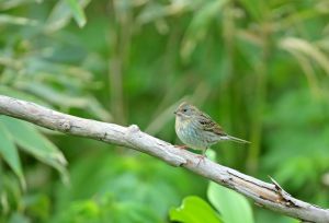 頭央線が識別ポイントです・クロジ | GANREF